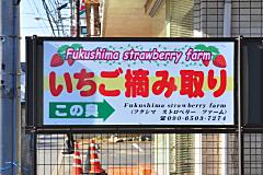 フクシマ ストロベリーファーム