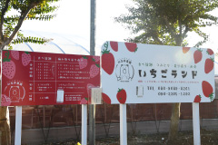 いちごランド 以志井(いしい)農園