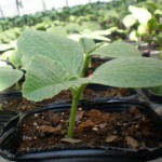 園芸市で夏野菜苗を販売します
