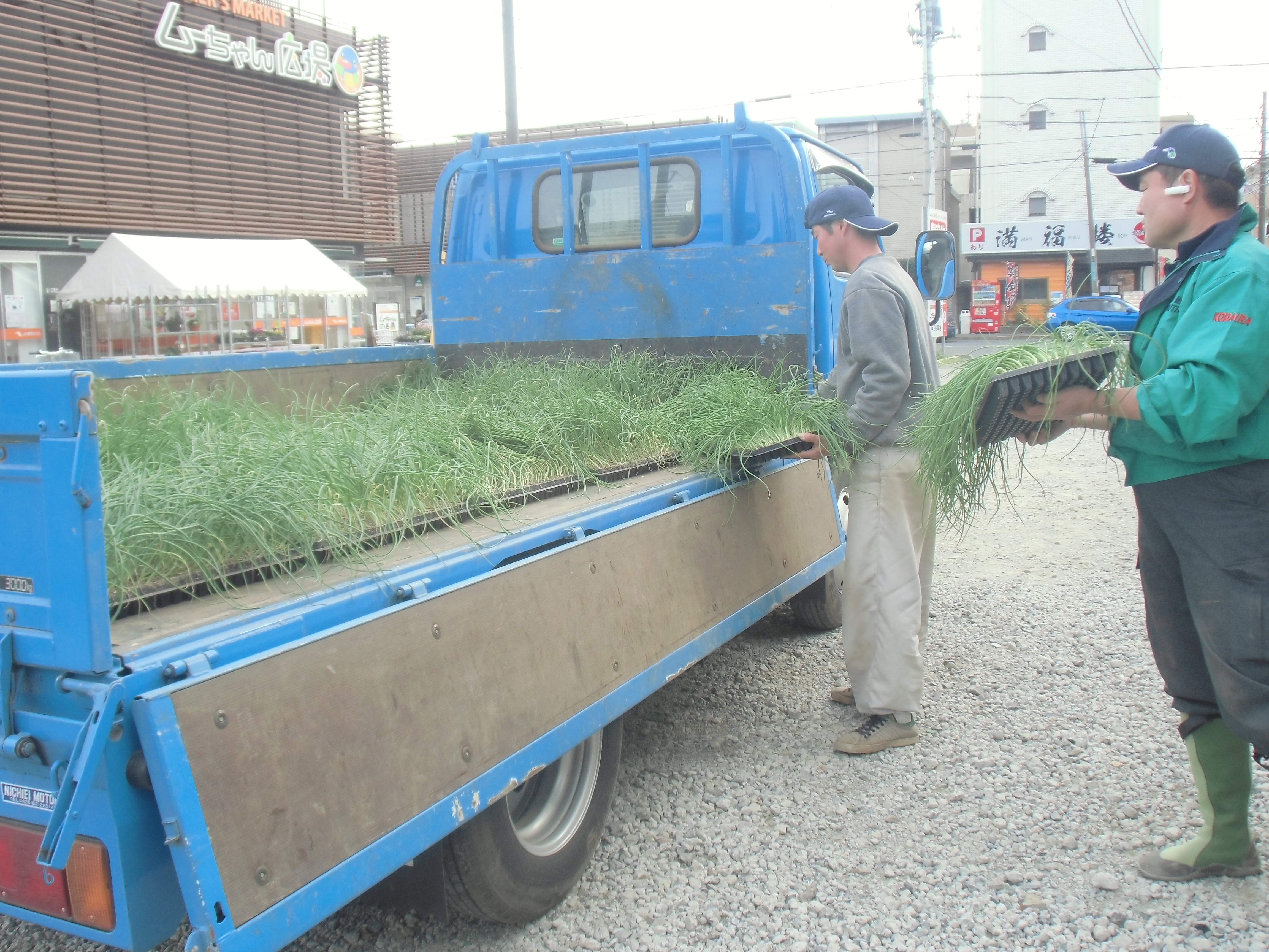 学校給食の納品に向けてタマネギやサツマイモの生産を拡大