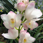 【参加者募集】4/14(火)洋ランの栽培と植え替え講座／国分寺支店