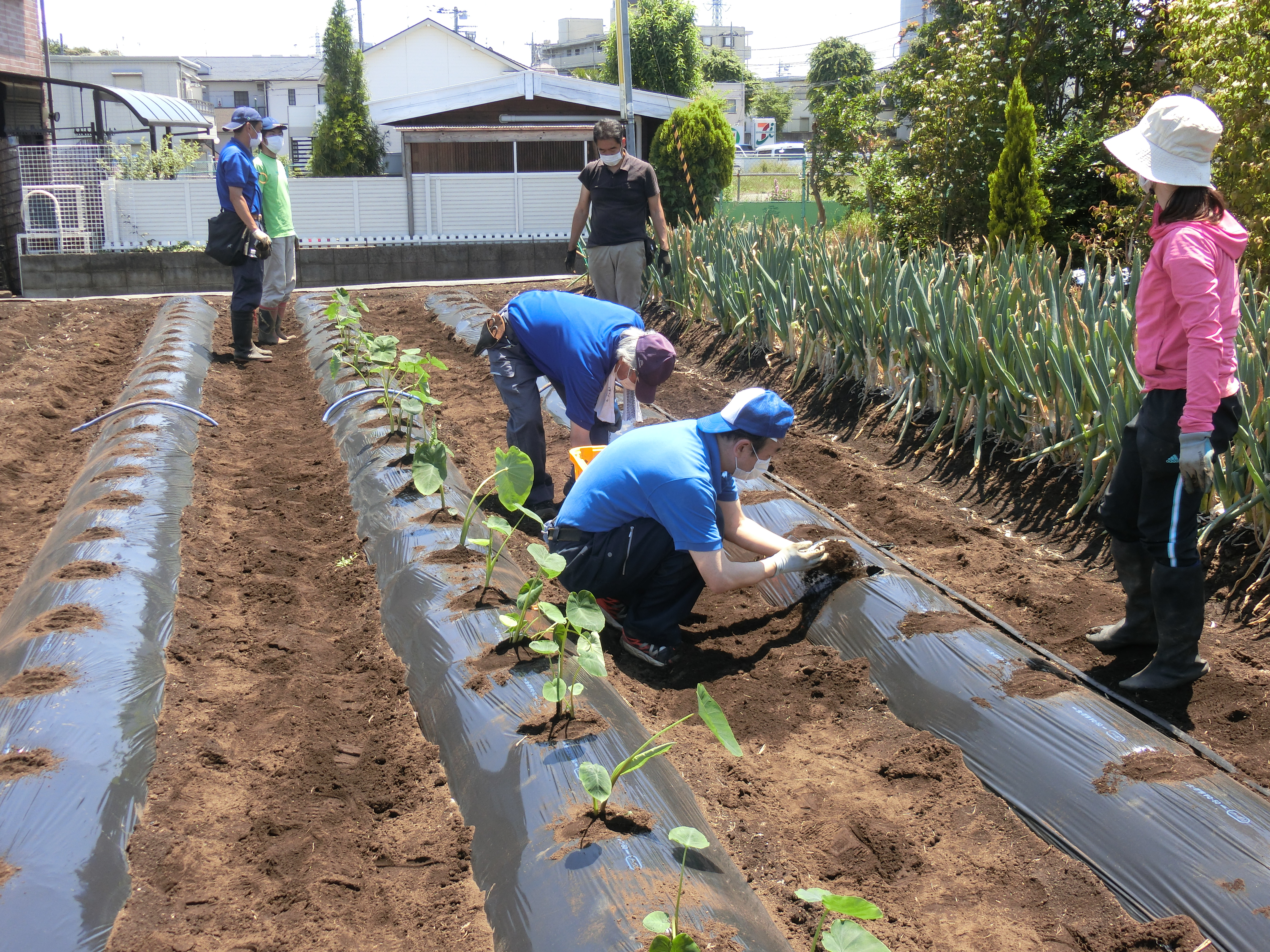 サトイモかんがい効率的に　東京農工大学とシステムの開発へ