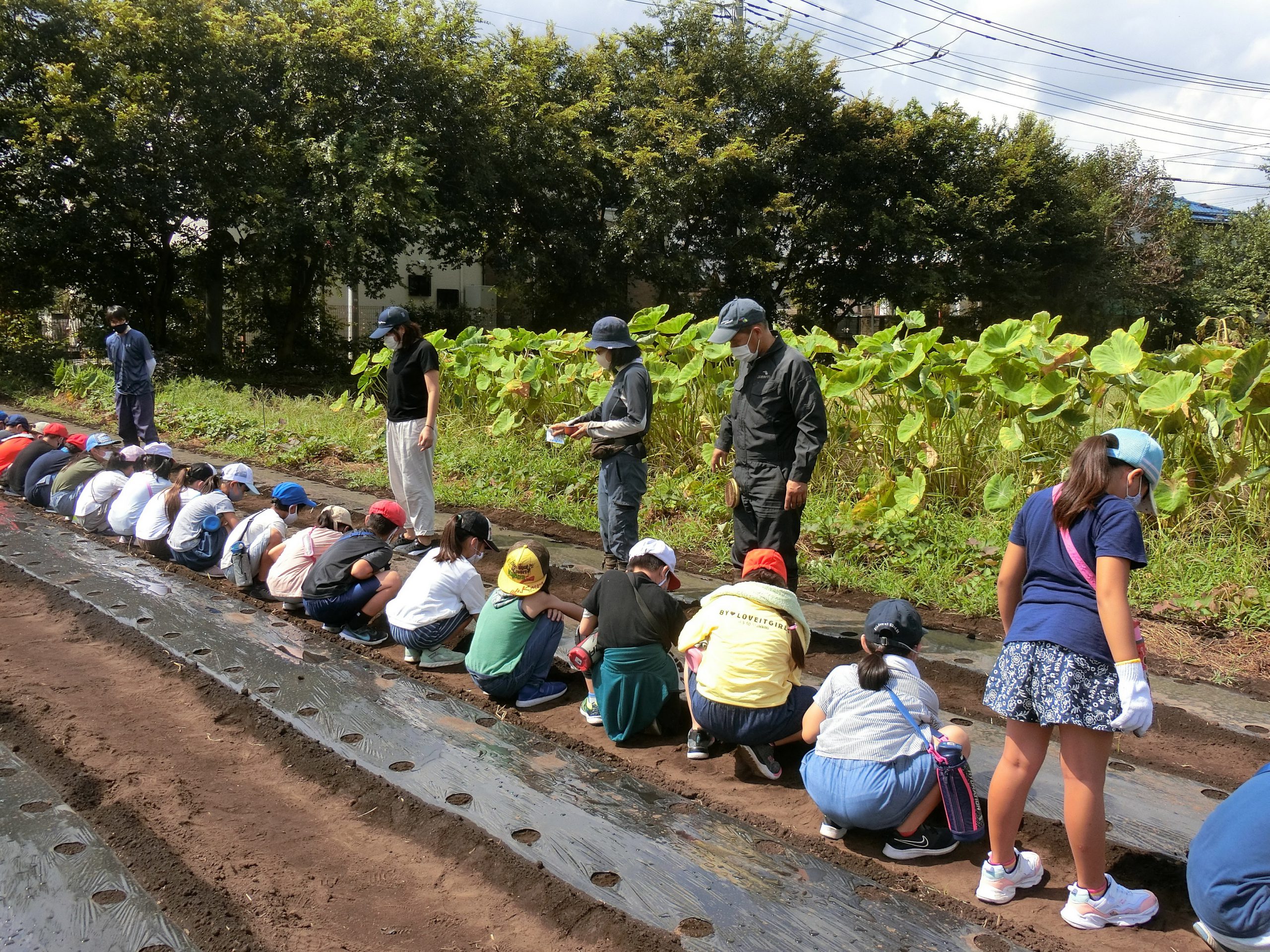 児童にダイコン種まき指導