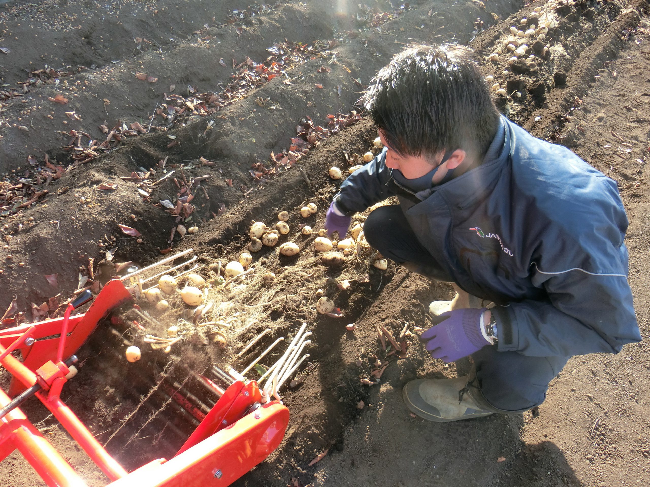 秋作ジャガイモ試験栽培　生産拡大目指す