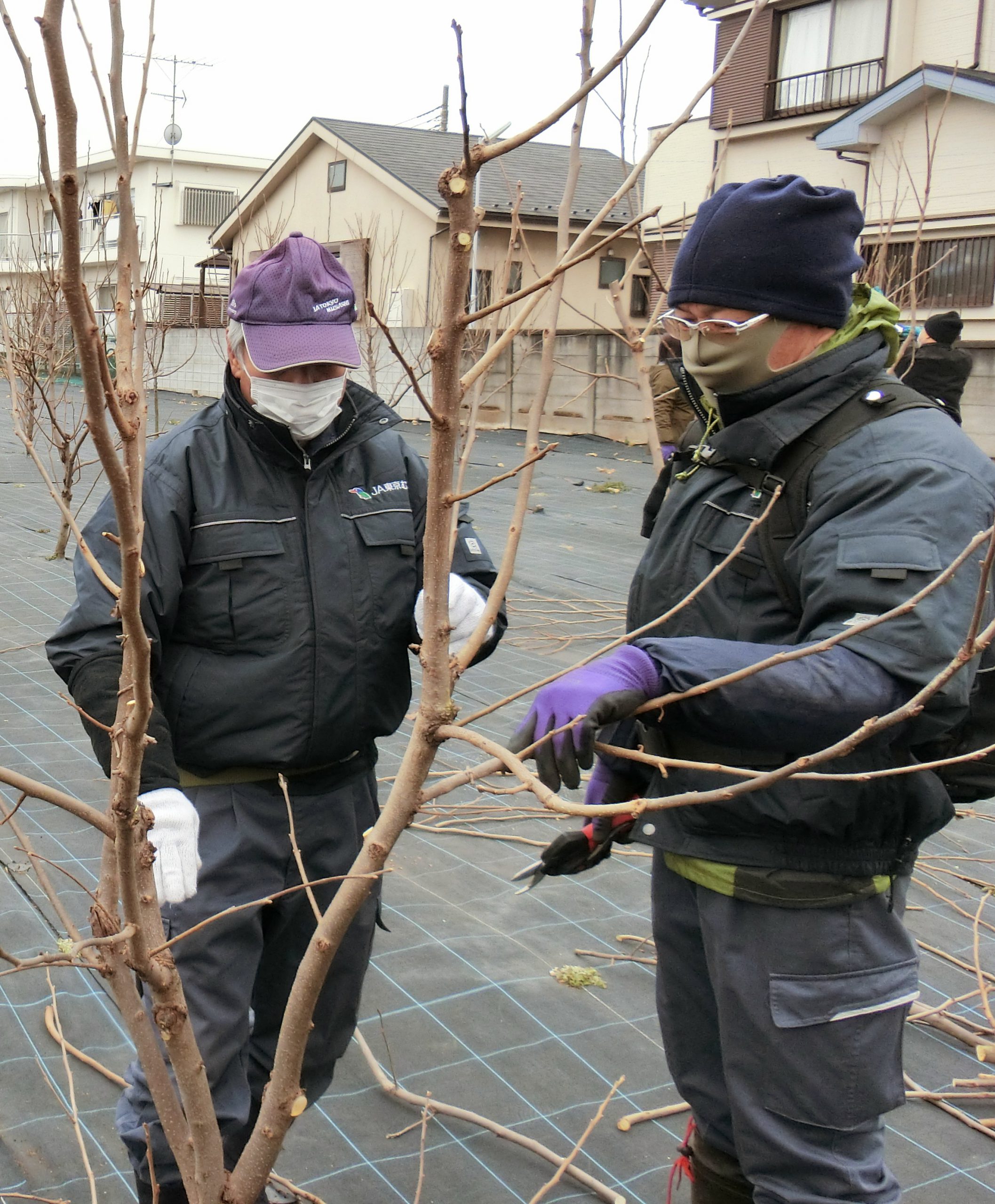 剪定技術を記録し共有　職員の農作業技術継承