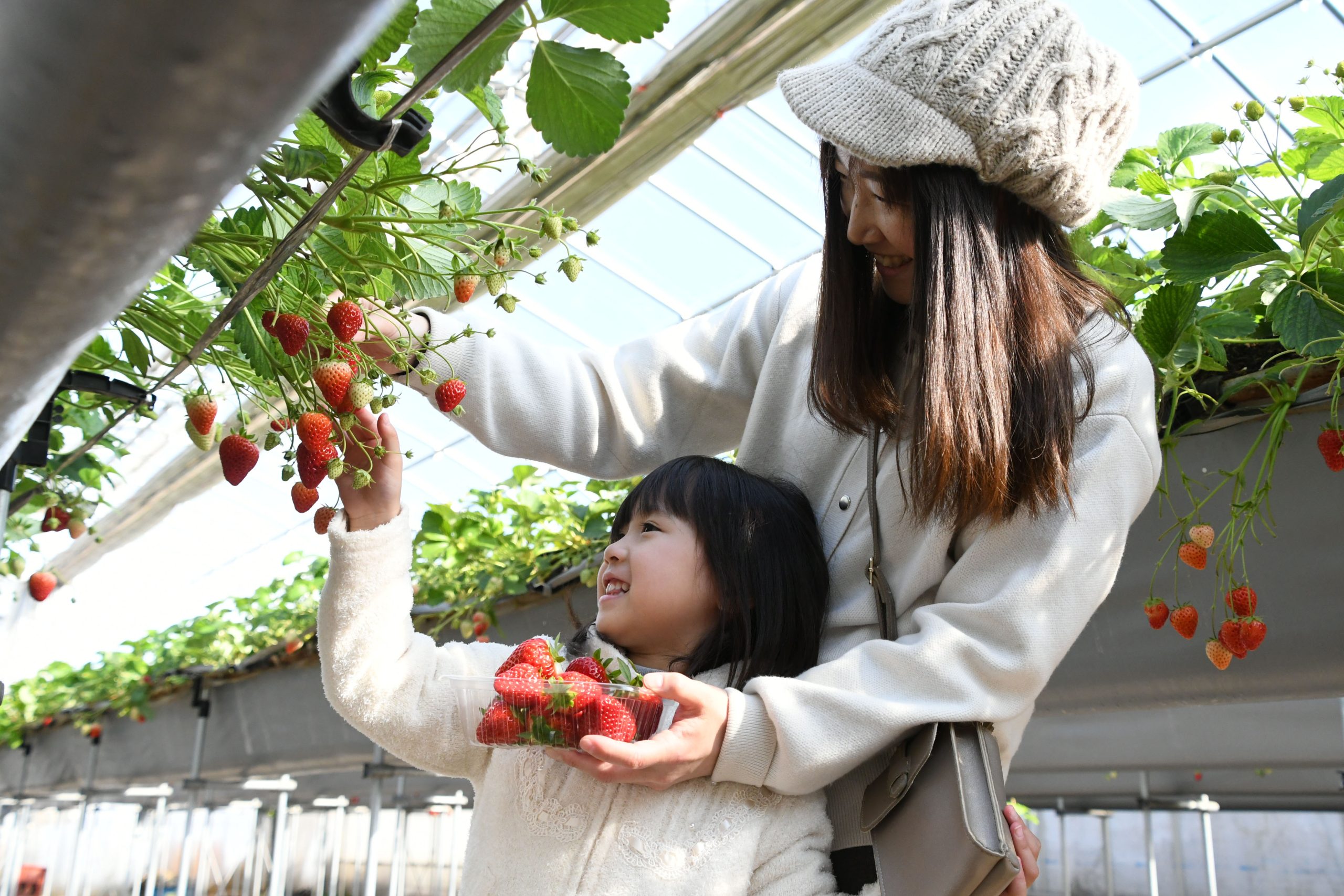 いちご摘み取り利用券付定期貯金が今年も大好評！