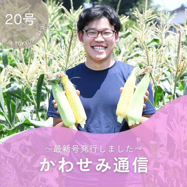 .
東京むさしＪＡパートナー（准組合員）向け広報誌「かわせみ通信」最新号を発行しました！
 
生産者紹介にご出演いただいたのは、武蔵野市で年間２０品目ほどの野菜を生産している名古屋孝次さん。トウモロコシの生産に力を入れていて、学校給食や武蔵野新鮮館などに出荷しています。鮮度が命のトウモロコシ。給食の注文が入ったときは朝４時から収穫作業をはじめ、朝採りを出荷されています🌽✨
 
特集は二本立て！
特集１は「あなたの隣が産地です～都市農業が果たす大切な役割～」。
都市農業には農産物を作るだけでなく、ほかにもたくさんの大切な役割があります。特集１では都市農業が果たす多面的な機能についてご紹介しています。
 
特集２は「農家の皆さんと農業体験＆意見交換をしませんか」。
准組合員（東京むさしＪAパートナー）の皆さまを対象とした農業体験＆意見交換を今年も開催します。特集２では今年の募集案内を掲載しています。皆さまのご応募お待ちしております！
 
「かわせみ通信」は東京むさしＪＡパートナー（准組合員）の皆さまに向けた広報誌ですが、どなたでもホームページからご覧いただけます♪
https://www.jatm.or.jp/magazine/kawasemi.php
 
#ja #ja東京むさし #東京むさし #広報誌 #かわせみ通信 #准組合員 #東京むさしjaパートナー #トウモロコシ #武蔵野市 #名古屋園 #地場産 #農業 #生産者 #都市農業 #農家さんと繋がりたい #農家 #農協 #農業体験